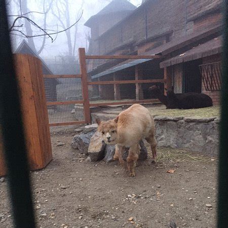 Belgrade Zoo - 2020 All You Need to Know BEFORE You Go (with Photos ...