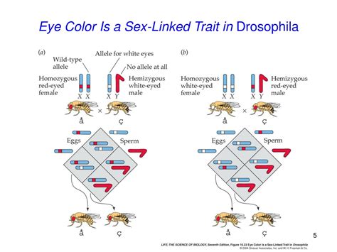 PPT - Chromosomes, Mapping, and the Meiosis-Inheritance Connection