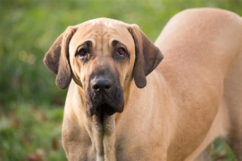 Fila Brasileiro Dog Breed Information & Characteristics