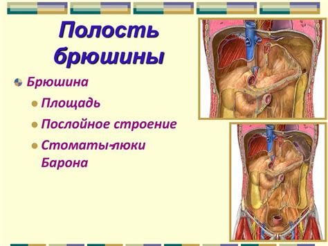 Брюшина. Брюшная полость - презентация онлайн