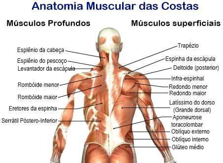 Corpo Humano Por Dentro De Costas - anatomia-muscular-das-costas - Anatomia_miologia
