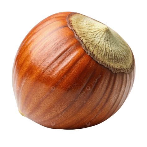 close    hazelnut hazelnuts nuts shell png transparent image