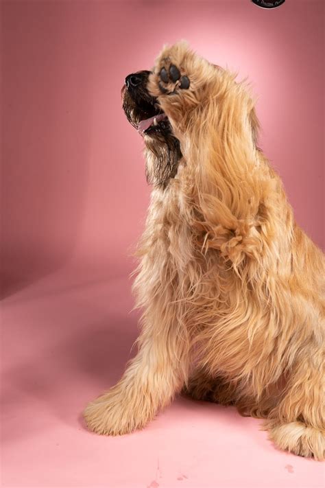 At Home Dog Grooming is Possible! | Dog Relations New York City