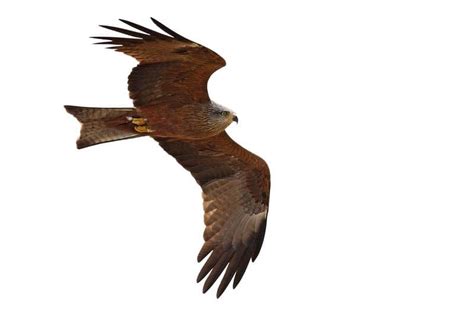 Черна каня, Milvus migrans, БДЗП, клиновидна опашка