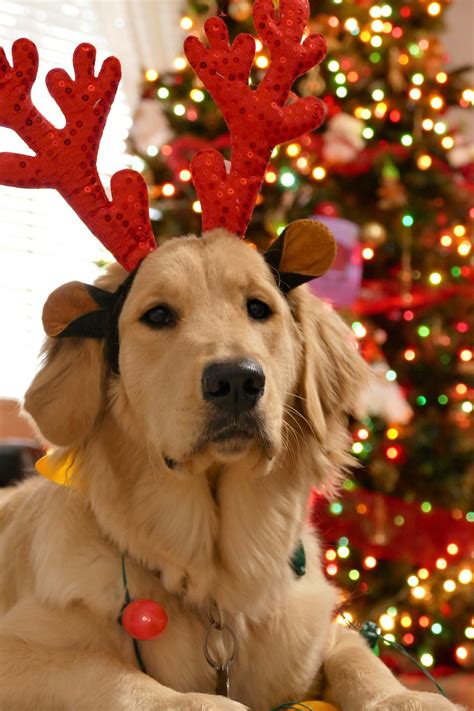 christmas dog dog images pixabay