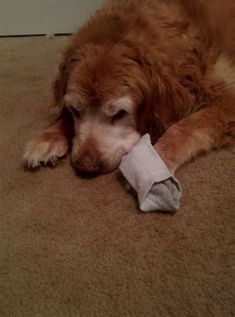 Golden Retriever Sleeps With Her Dad's Shirts Every Night - The Dodo