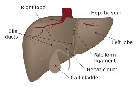 Liver (Anatomy, Histology and Functions) - Online Science Notes