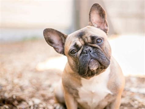 French Bulldog Dog Breed Complete Guide - A-Z Animals