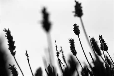 images silhouette black  white flower shadow close
