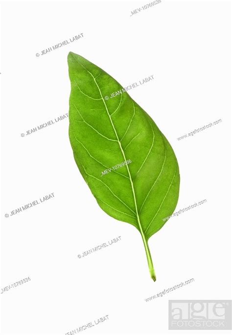 Basil Leaf, Stock Photo, Picture And Rights Managed Image. Pic. MEV ...