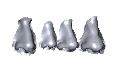 Scans noses 3D model - TurboSquid 1445761
