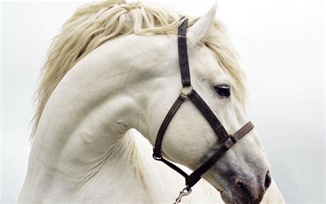 All about horses | Animals Zone