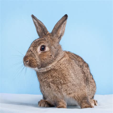 year   rabbit san diego ca patch