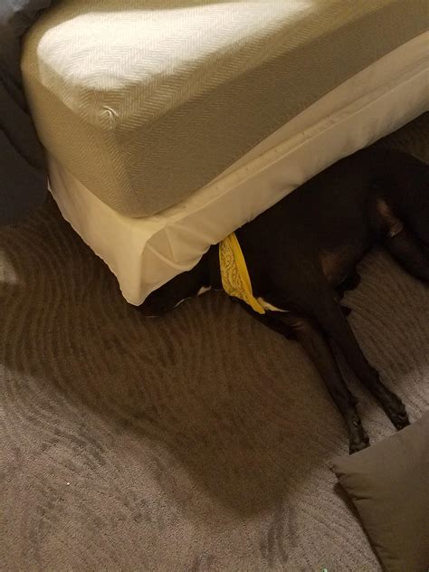 My dog takes after Walt : r/tesdcares
