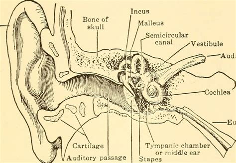 vestibular system physiopedia