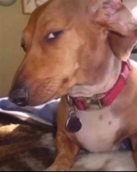Sceptical Dog Memes Skeptical Dog Blank Template Imgflip