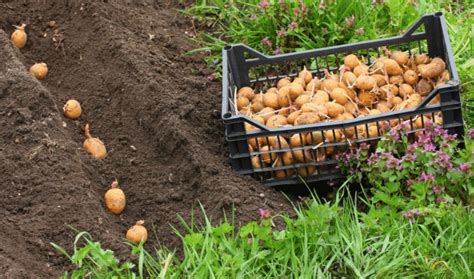 Когда и как сажать картофель в 2021 году 🥔 | 4 технологии выращивания
