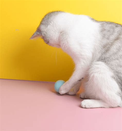 PetGravity.com - Best Cat Toys.