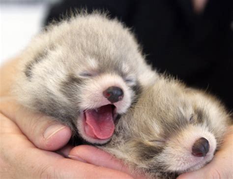 BABY RED PANDAS - THE ALLIANCE OF RED PANDA BELIEVERS Photo (19589960 ...