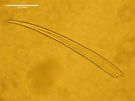 CatFish - Paracaristius maderensis