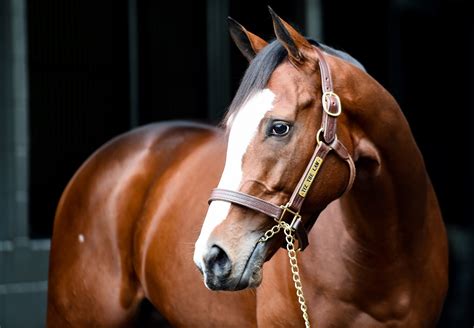Tiz The Law Represented by Strong Group of Mares At Keeneland