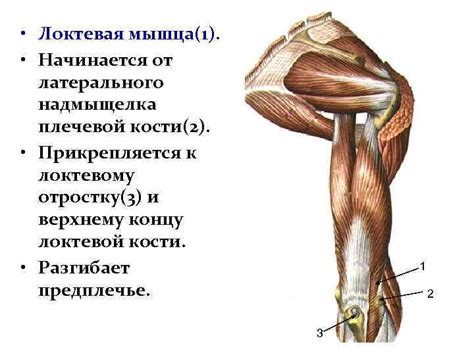 Мышцы верхних конечностей Лекция 11 Мышцы