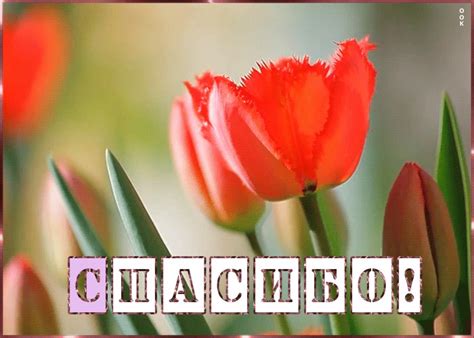 Картинка гифка спасибо | Открытки Онлайн