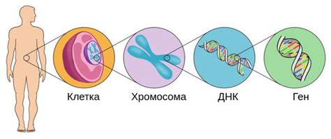 Синдром Гольденхара: причины, симптомы и лечение в статье генетика ...