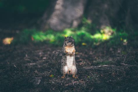 brown white squirrel forest royalty  photo