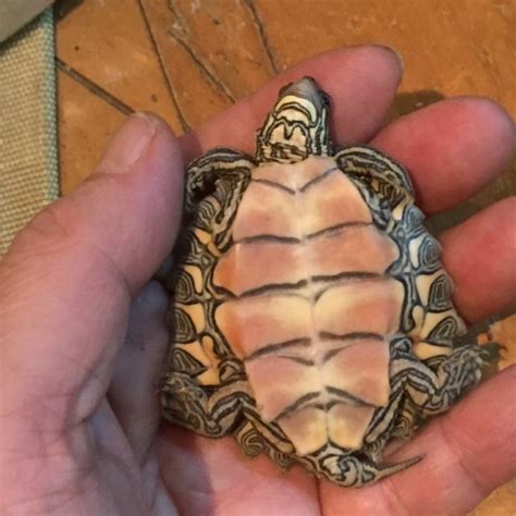 デルタクロコブチズガメ | カメカメ日記（DBT：オルナータ、カロリナ、テキサス、クラウン）