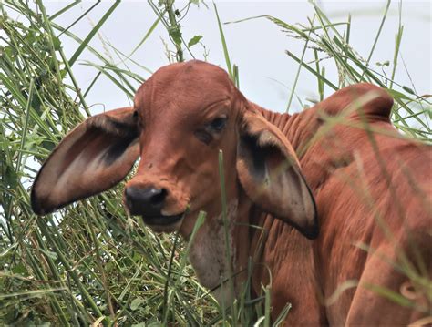 Bos taurus Domestic Cattle — Coke Smith Wildlife