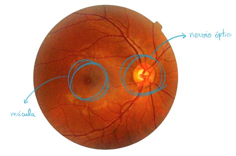 la retina el sensor del sistema visual vicent sanchis