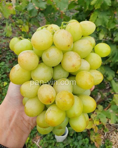Кишмиш Титан — pan-vin.com