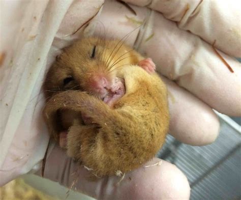 We recently released 19 rare dormice into the wild. Habitat loss is ...