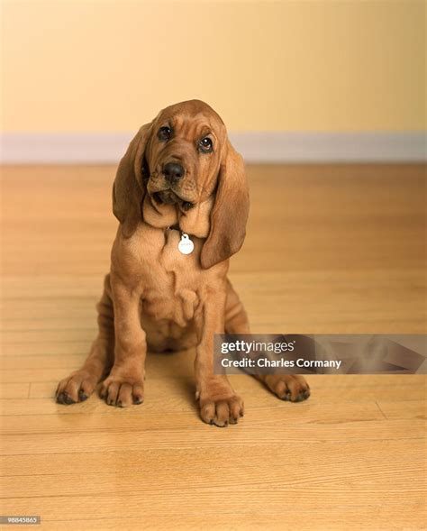 Bloodhound Puppy High-Res Stock Photo - Getty Images