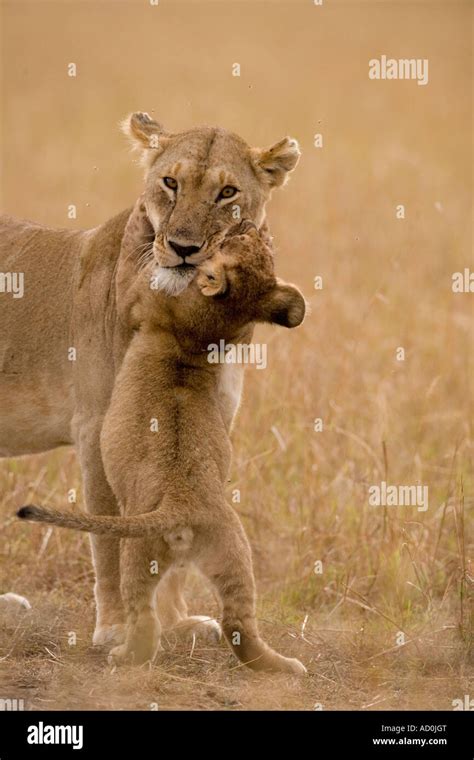 africa kenya masai mara game reserve lion cub hugs  lioness