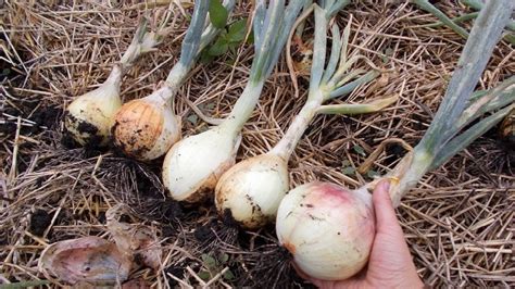 Лук Эксибишен: отзывы о вкусовых качествах и рецепты, описание сорта и ...