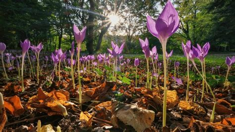 naked ladies flowers lady lilies   leave  speechless