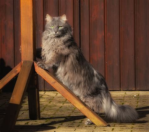 Cats, Fluffy, Glance, HD Wallpaper | Rare Gallery