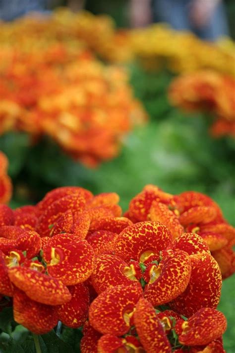 Variedades de flores: un verdadero regalo de la naturaleza | Plantas