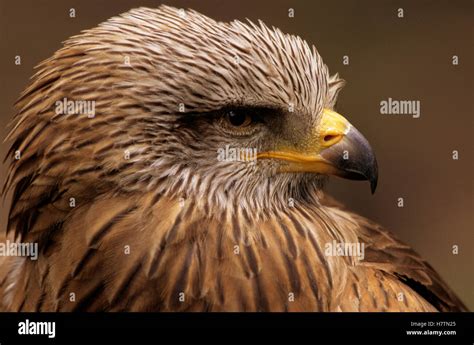 Black Kite (Milvus migrans) adult portrait, Europe Stock Photo - Alamy