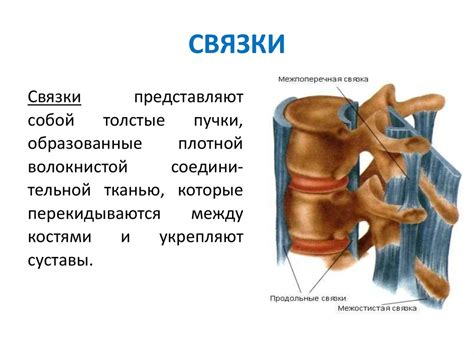 Общая синдесмология - презентация онлайн