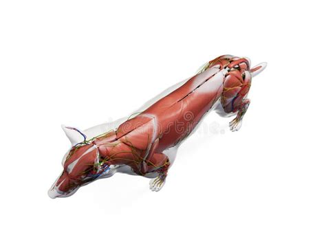The canine anatomy stock illustration. Illustration of mammal - 157609947