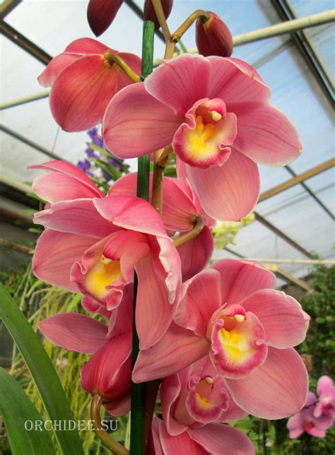 Cymbidium Best Pink – Орхидеи