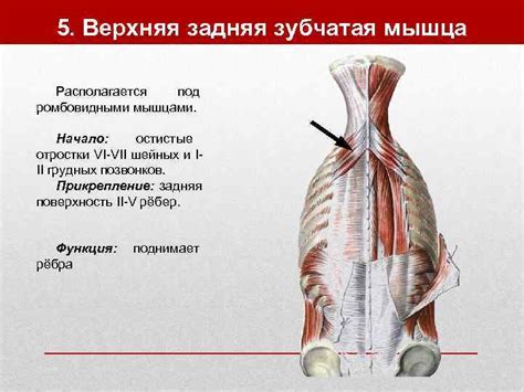 Мышцы шеи Классификация