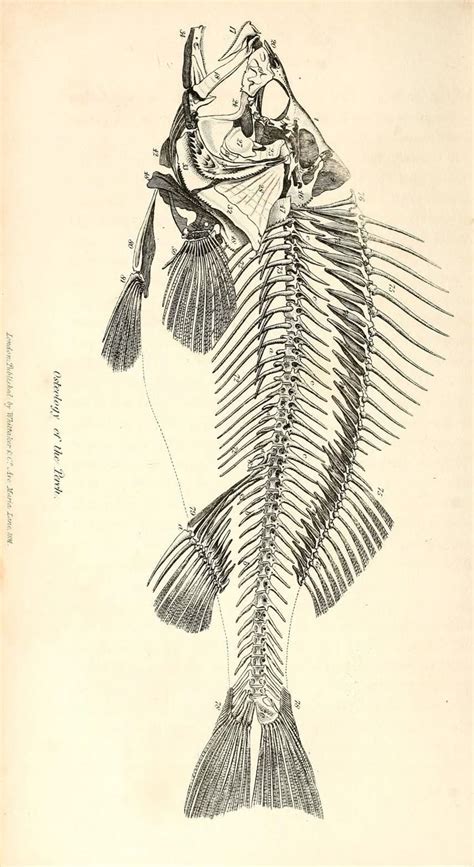 Pin by Michele Sartin on fishy fish | Fish illustration, Fish drawings ...