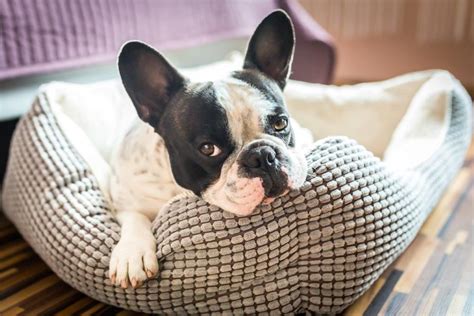 long   leave  dog home