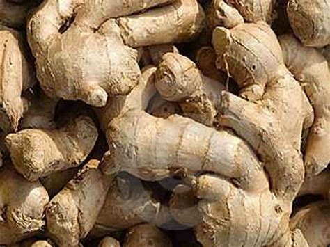 Nome Cientifico Do Gengibre - Gengibre (Zingiber officinale) - Pró Saúde Viva