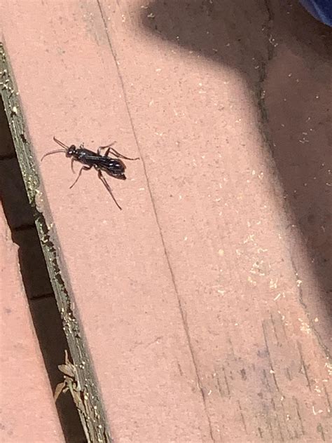 Some kind of wasp? : r/whatsthisbug