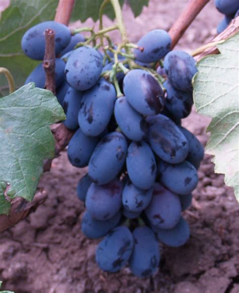 Виноград Блек Гранд. Сорт винограда Блек Гранд | vinograd.cc